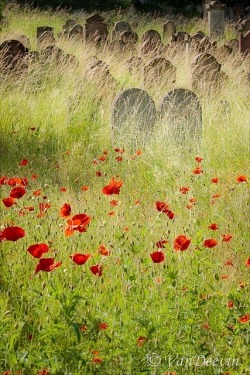 theoddcollection:Beautiful overgrown graveyard by VanDeevin.