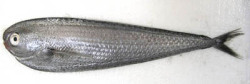 deepsea:  (via これは地震の前兆か　非常に珍しい魚「ベンテンウオ」水揚げ―富山 :