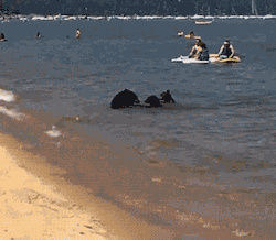 gifsboom:   Sunny day at the beach. [video] (via ManOfManyMasks)