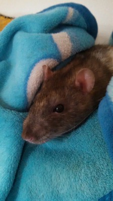 demigirlmaki:  So photogenic! My tiny rat son.
