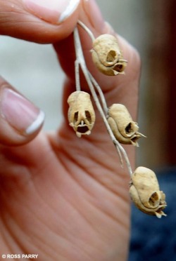 Skull-like aquilegia plant pods