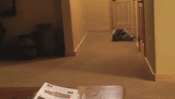 arelyhepburn:  This is the best gif you’ll ever see  they see