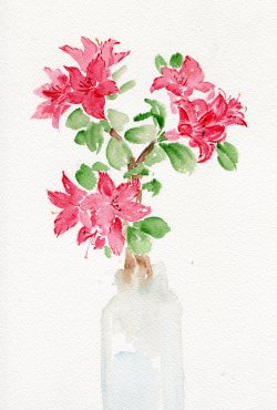 havekat:  Azaleas   