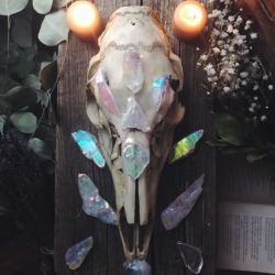 shoptheopaque:  Adorned this white tale deer skull found behind