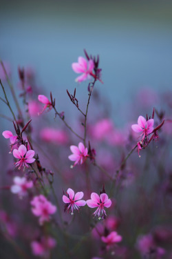 pyrrhic-victoria:  Outdorr Ikebana by Katia Iva 