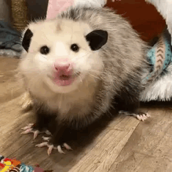 austim:  Opossum stimboard for anonymous🐀 🐀 🐀 | 🐀