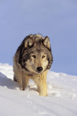 beautiful-wildlife:  Gray Wolf by John Hyde - Printscapes