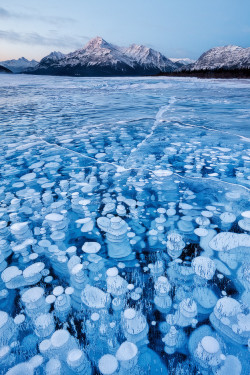 sixpenceee:  These frozen bubbles under Alberta’s Lake Abraham