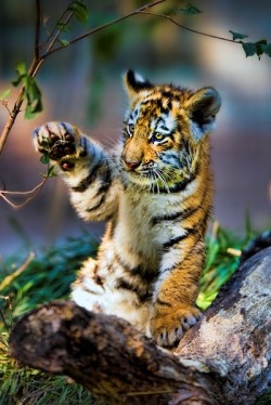 Beautiful curiosity (Tiger cub)