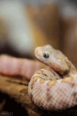 musts:  Since I’ve been obsessing over snakes lately, here’s