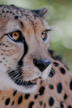 sdzoo:  Cheetah profile by LisaDiazPhotos 