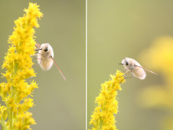 sleepovergames: blanketflowerbees:    Bee Fly (Anastoechus nitidulus)