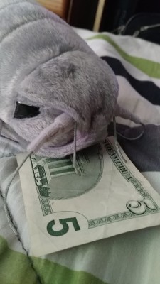 xaath:say hello to sam the money isopod. reblog for 5$ in your