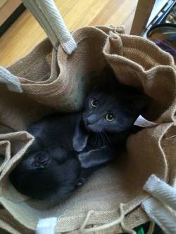 awwww-cute: I thought the shopping bags were a bit heavy 