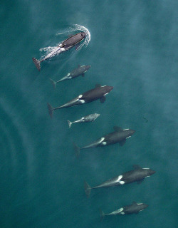siyahalbatros: Puget Sound’s killer whales looking good   Love