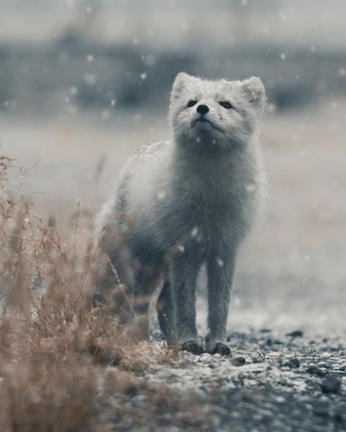 renamonkalou:  The smell of winter | Konsta Punkka  Pyramiden,