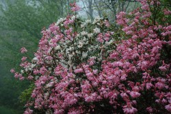 floralls:  Blue Ridge Parkway by  Rusty4344  