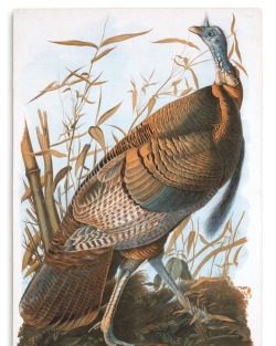 swanngalleries:Audubon’s Wild Turkey, a chromolithograph from