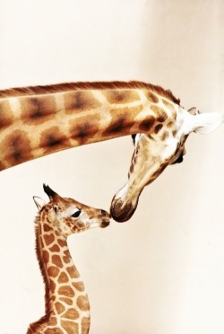 rquijano:  madre e hijo jirafas