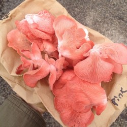 plantbasedbabe: So stoked on these beautiful pink oyster mushrooms