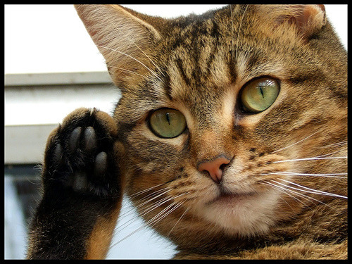 kittiesntitties.tumblr.com/post/42334905975/