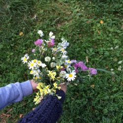 tinyhappykoala:  last day of summer // walking and picking flowers