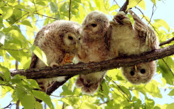 allcreatures:  Baby Ezo ural owls are seen hanging out in a forest