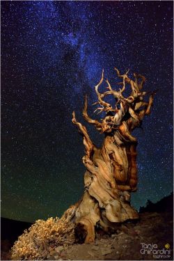 astralhybrid:  Bristlecone Pine by Tanja Ghirardini