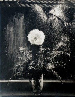 Paul Caponigro,Window and Still Life , 1958  