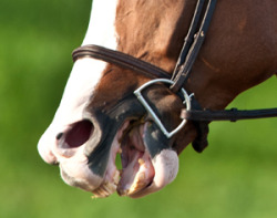 equine-awareness:  Effects of the Bit: Bone SpursMany performance