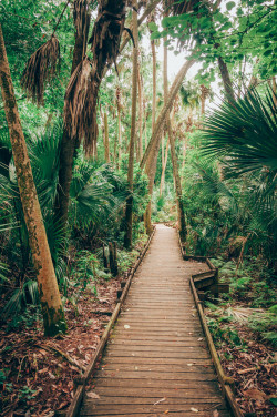 sitoutside:   Iroquois Trail, Alexander Springs   by  corran105