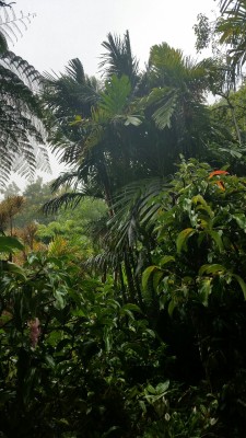 tropicale-moderne:Hawaii Botanical Gardens, Hilo, Hawaii 