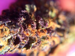 princessdabber:purple dragon // found our newest favorite dispo