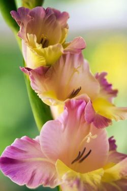 seasonalwonderment:  Gladiolus by Maria Mosolova