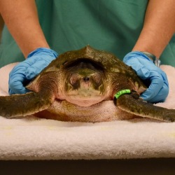 neaq:  Thankful for our rescue team staff, volunteers, and partners,