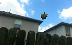 dang-all-the-cool-urls-are-taken:  I saw a spinybacked orbweaver