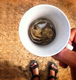 amyduck:  beben-eleben:  Cups Full Of Cuteness  This makes me