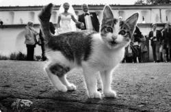 kitten-pictures:  Wedding picture photobombed by cat. 