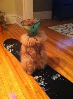 cute-overload:  It’s his first time having to wear a cone 