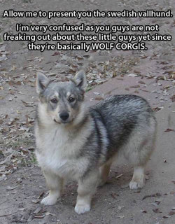 daily-meme:The Best Pet In The World.