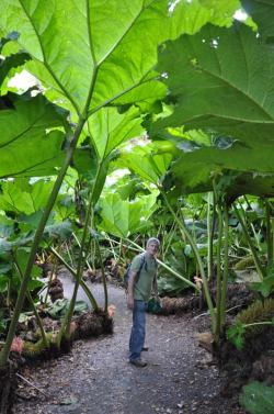 bogleech:  bizzareplants:  Gunnera manicata, the South American