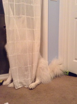 skookumthesamoyed:  Boo I’m an invisible ghost. Just kidding,