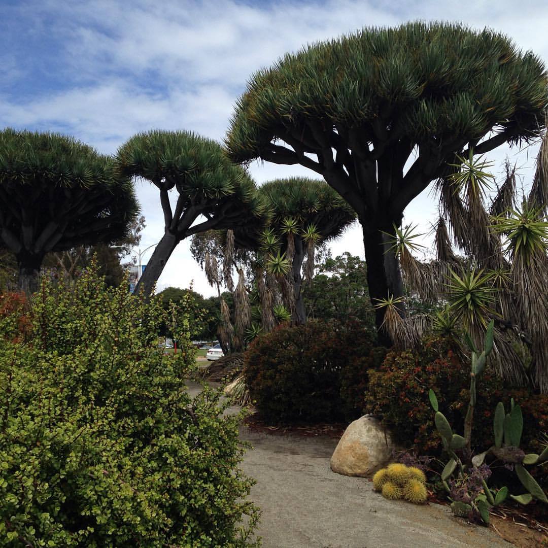 <p>at Balboa Park</p>