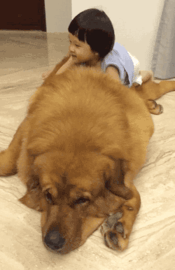 lawebloca:  Little Girl Plays on Gentle Giant Tibetan Mastiff