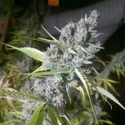 weedporndaily:  Og Ghost Train Haze during the final stages of