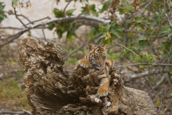 sdzsafaripark:  21 Terrific Tiger Facts 