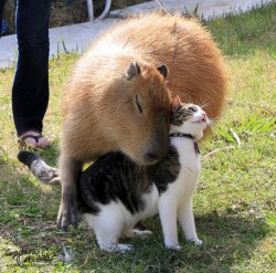 trulyandhonestly:  awwww-cute:  Capybara giving a kitty cat a