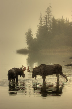 americasgreatoutdoors:  Foggy morning face-off. Two young bull