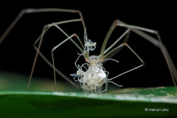 corefragments:  Pholcidae with babies by melvynyeo    BABIES!!!!