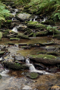 thethingsiveseen-photography:  Forest stream, North Cornwall.